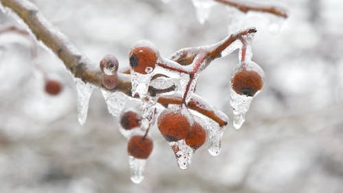 Sneeuw Die Op Bessen Van Een Boom Smelt