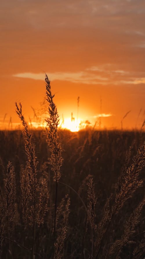 Wheat Field At Golden Orange Sunset