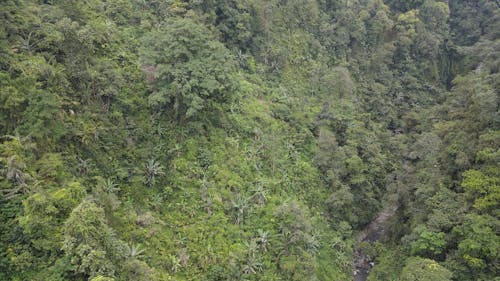 Aerial documentary of waterfall in the forest. A breathtaking and beautiful scenery of hidden waterfall captured by a drone