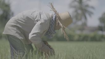 袁隆平免费下载视频素材