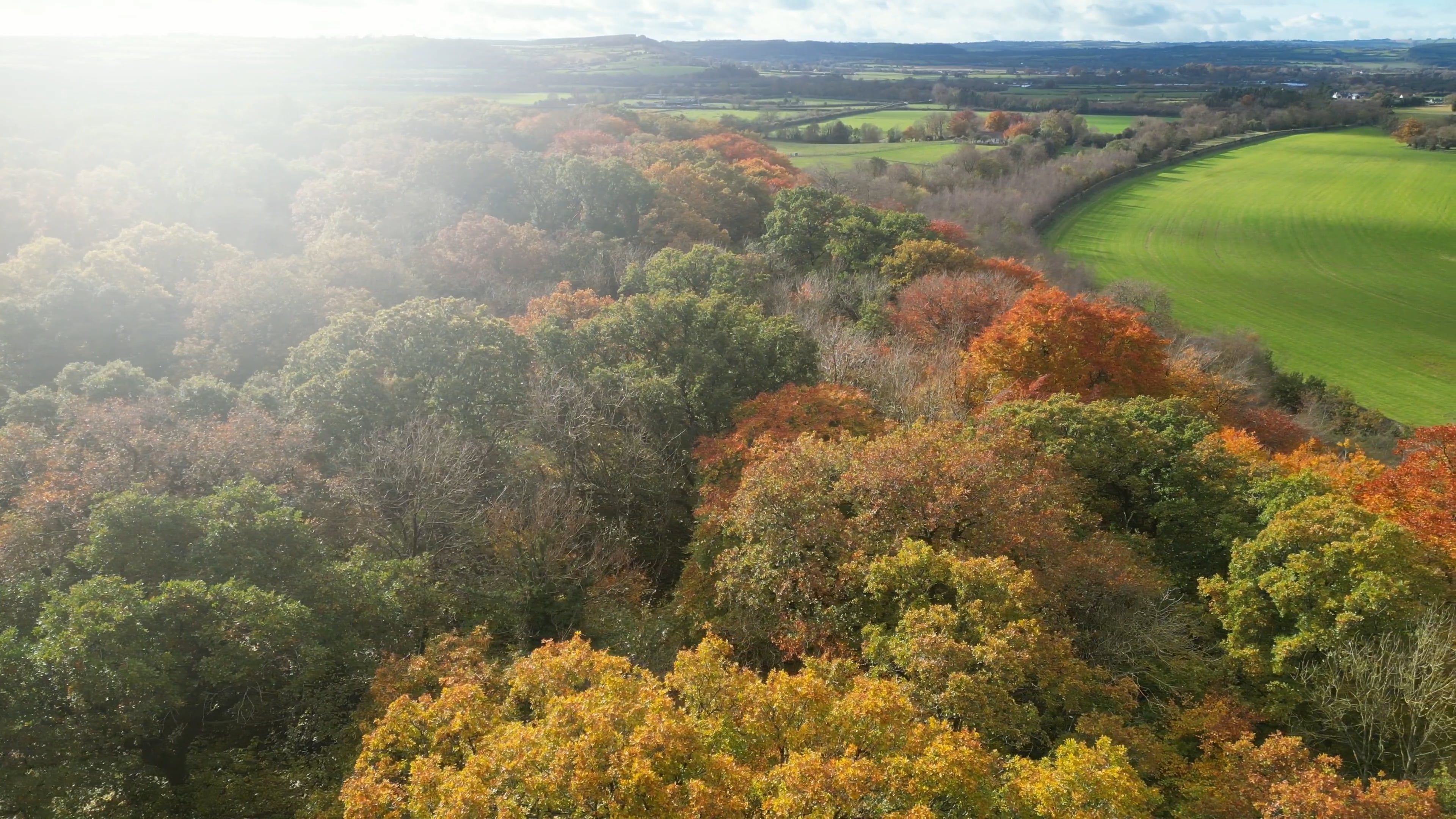 An aerial view of a forest with trees and grass Free Stock Video ...