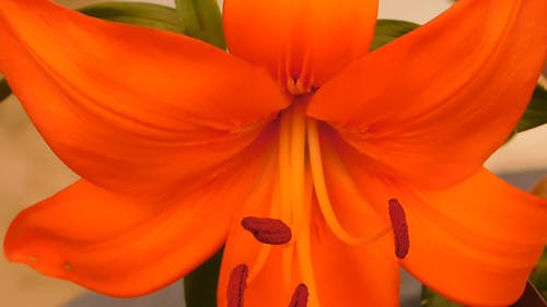 Orange lily,