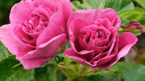 pink roses,