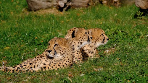 Gepard