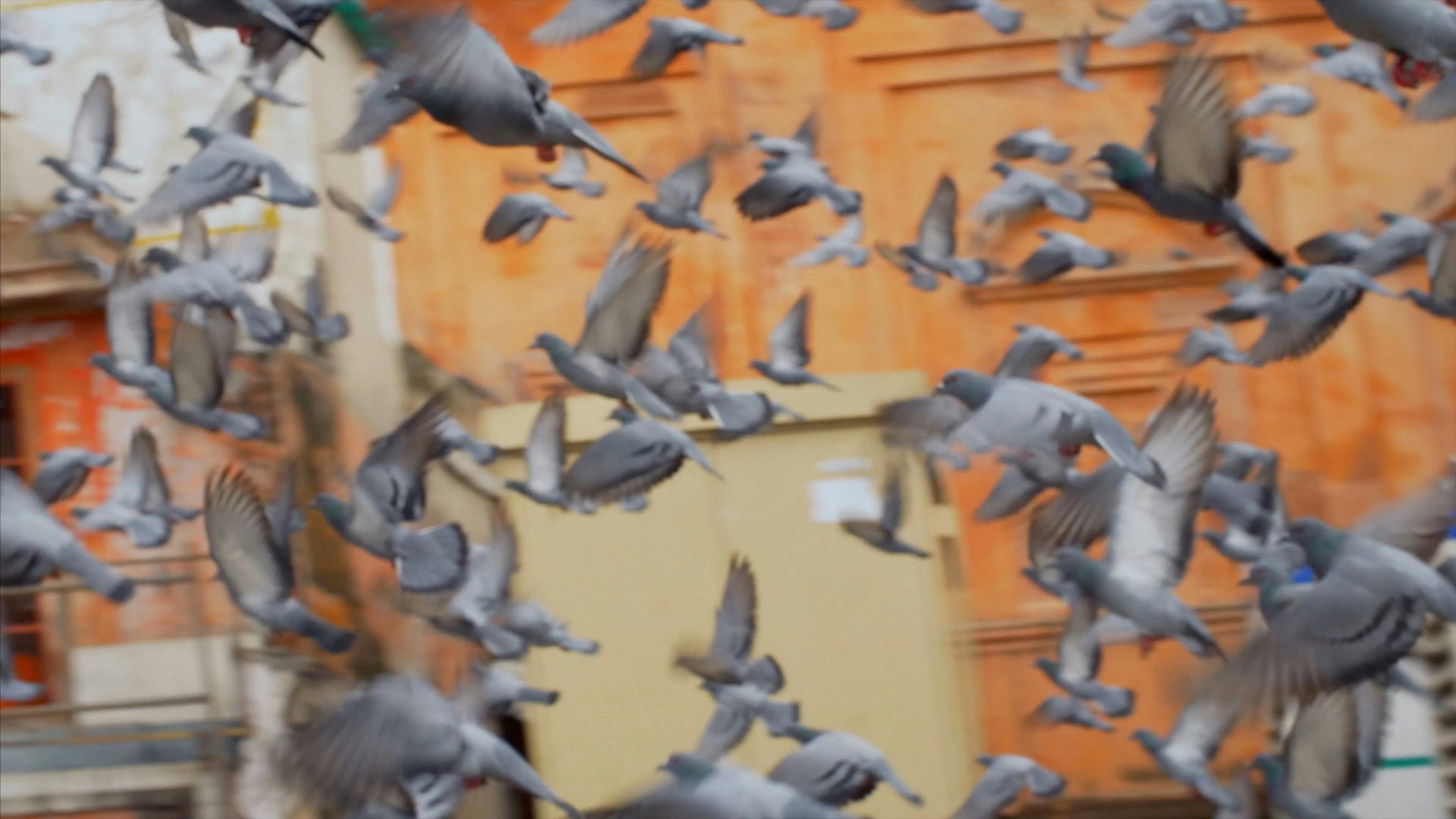 Flock Of Birds \u00b7 Free Stock Video
