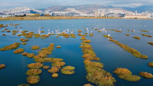 Flamingo Ballet: An Aerial Dance Above the Majestic Sea of Mavişehir, İzmir