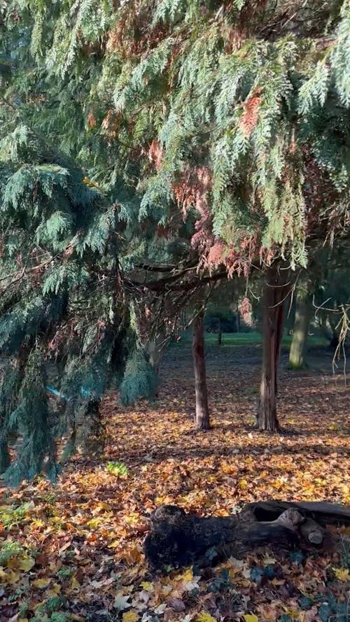 Morning Walk In The Trees - London