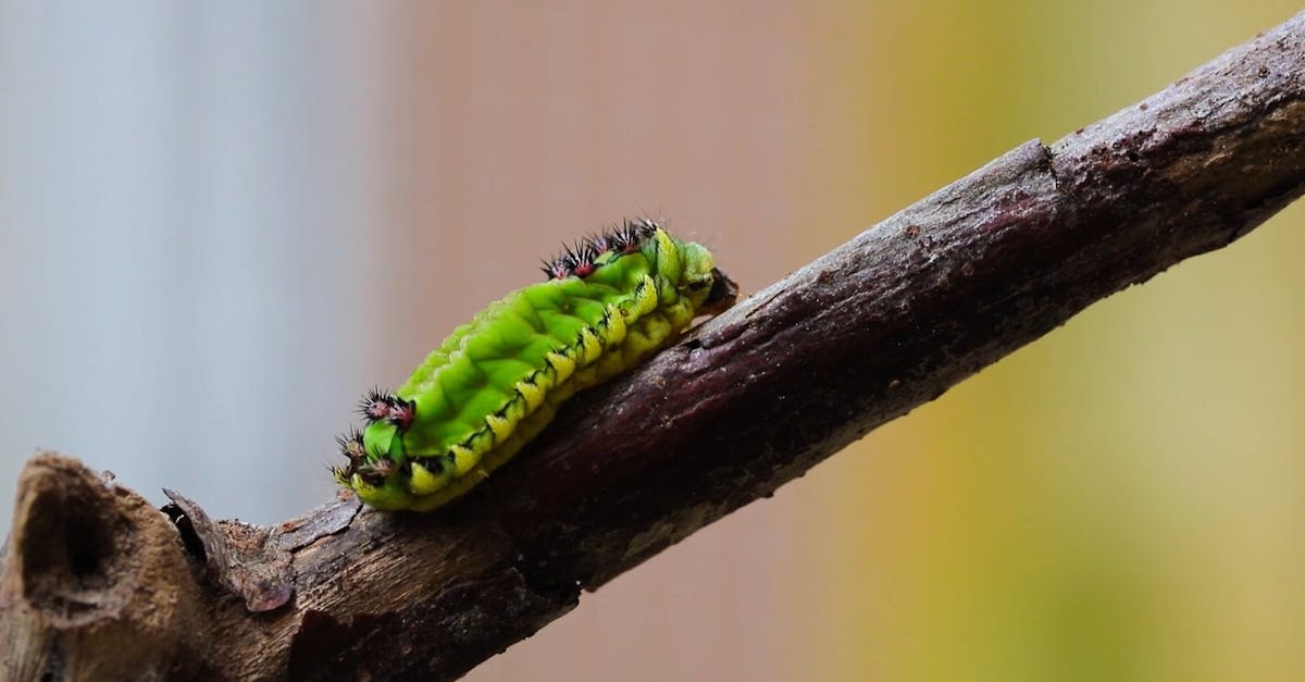 Vídeos de stock gratuitos sobre al aire libre, animal, antenas, bicho ...