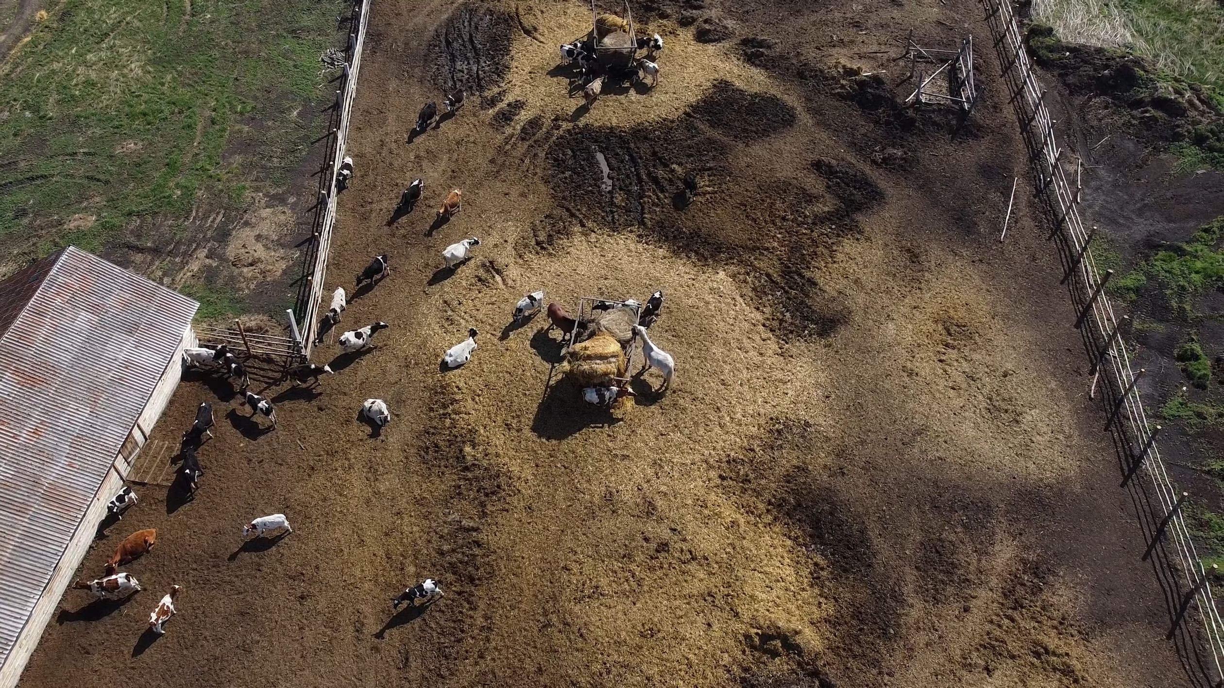 An aerial view of a farm with cows Free Stock Video Footage, Royalty ...