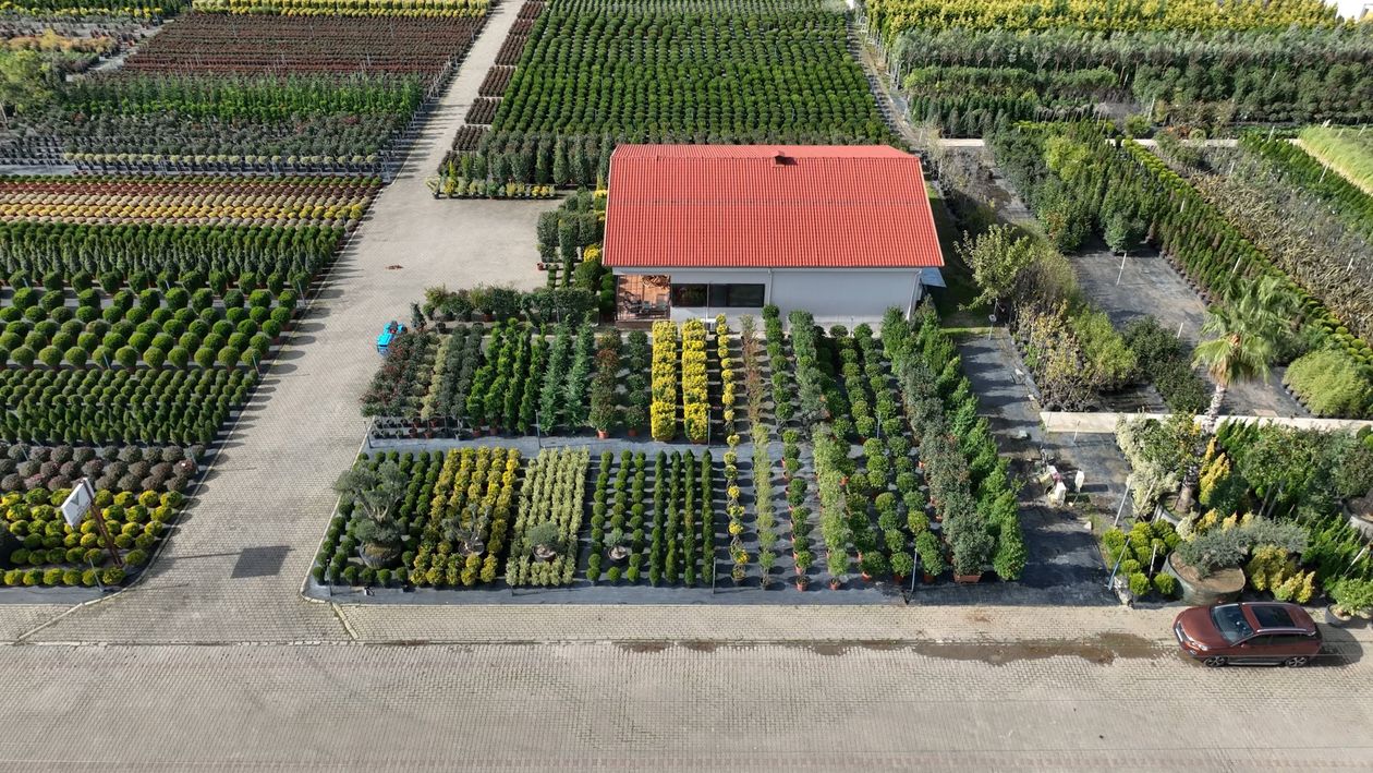 An aerial view of a large field of trees Free Stock Video Footage ...