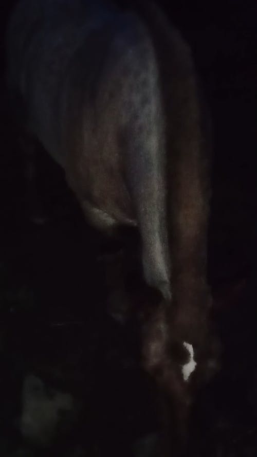 Horse night encounter