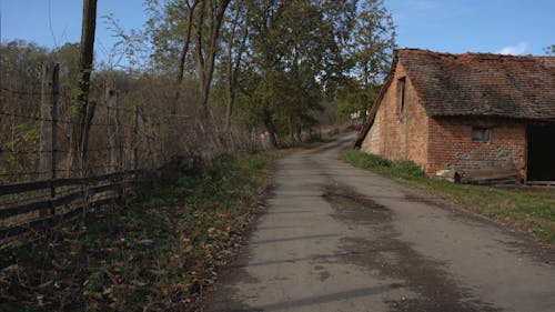 the dog runs to meet me on the country road