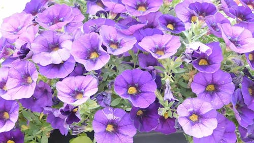 Purple flowers