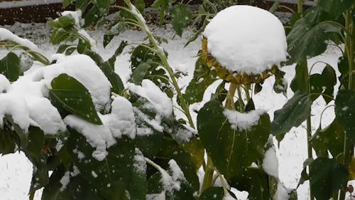 Snow, early winter,