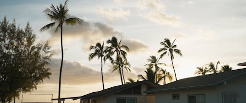 Palmtree Silhouette sunset hawaii