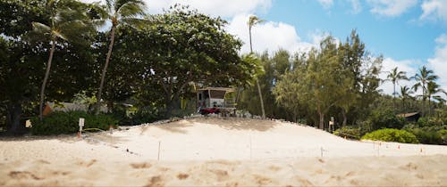 Lifeguard tower hawaii in summer cover by palm trees and surrounded by sand 