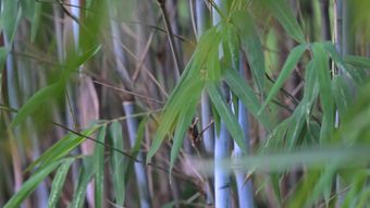 竹林视频素材