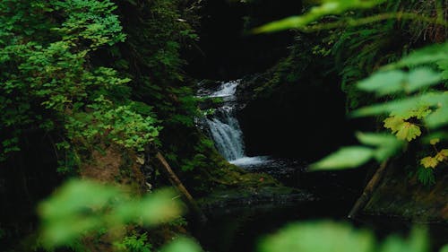 Gentle Waterfall In Lush Green Deep Rainforest 
