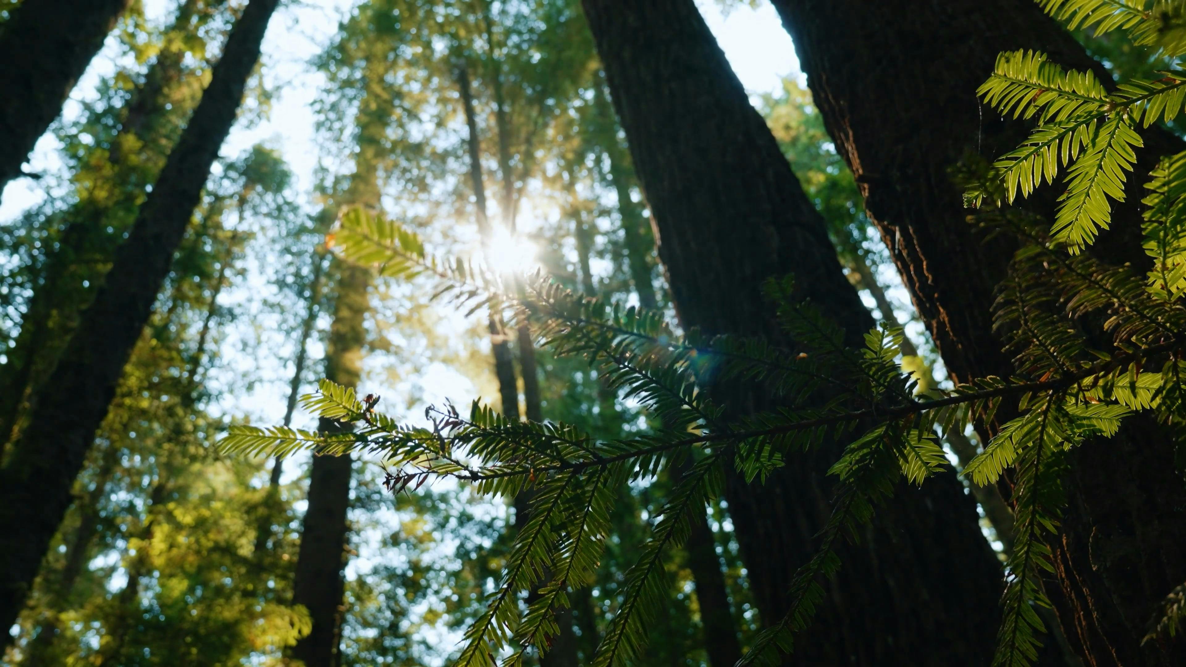 Video by Joshua Woroniecki