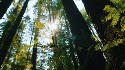 Sunlight Through The Trees In Redwood Forest