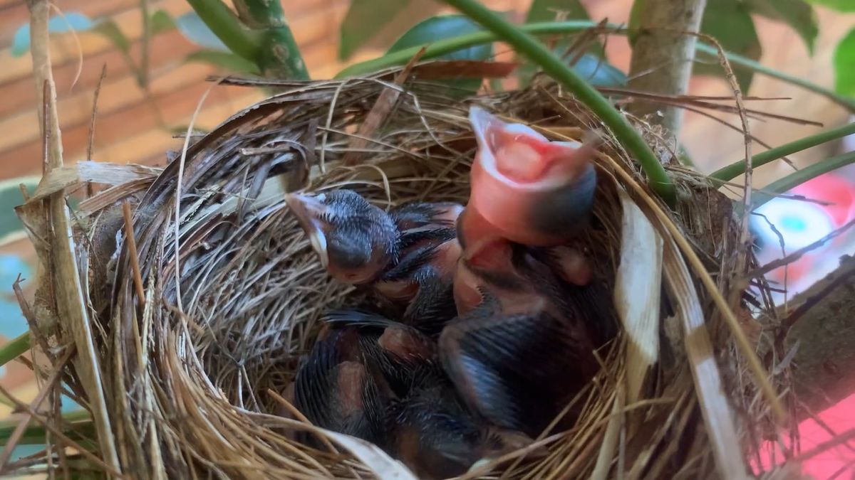 Close-Up of Hungry Baby Birds in Nest Free Stock Video Footage, Royalty ...
