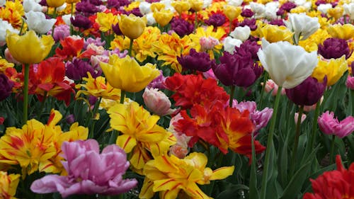 Spring landscape in a field of multicolored tulips