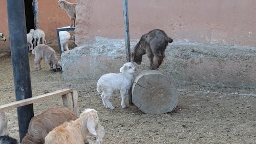 Boğuşan Keçi Yavruları