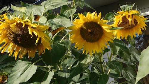 Sunflowers