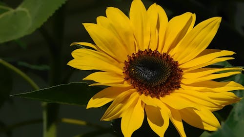 Close-up sunflower