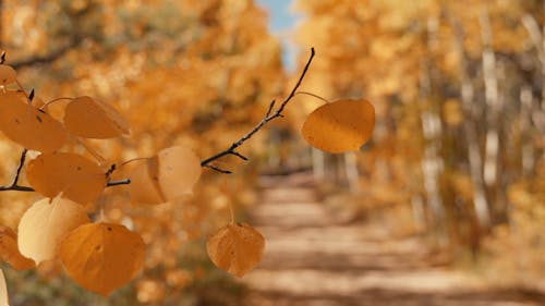 Golden Autumn Aspen Trees On Road In Fall
