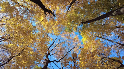 Autumn Nature Rotating Trees
