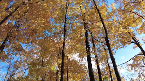 Autumn Color Trees