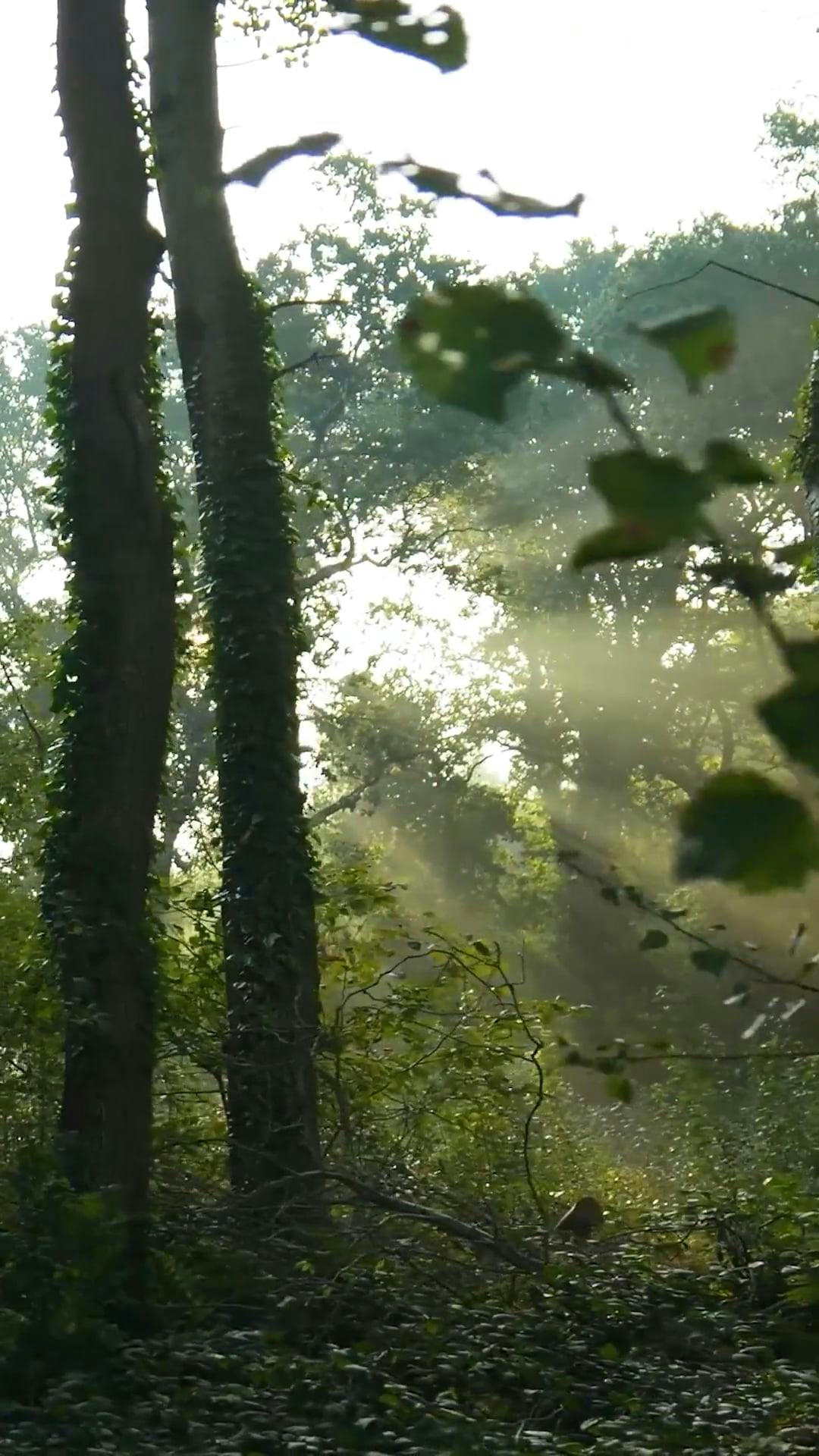 Video by Matthias Groeneveld