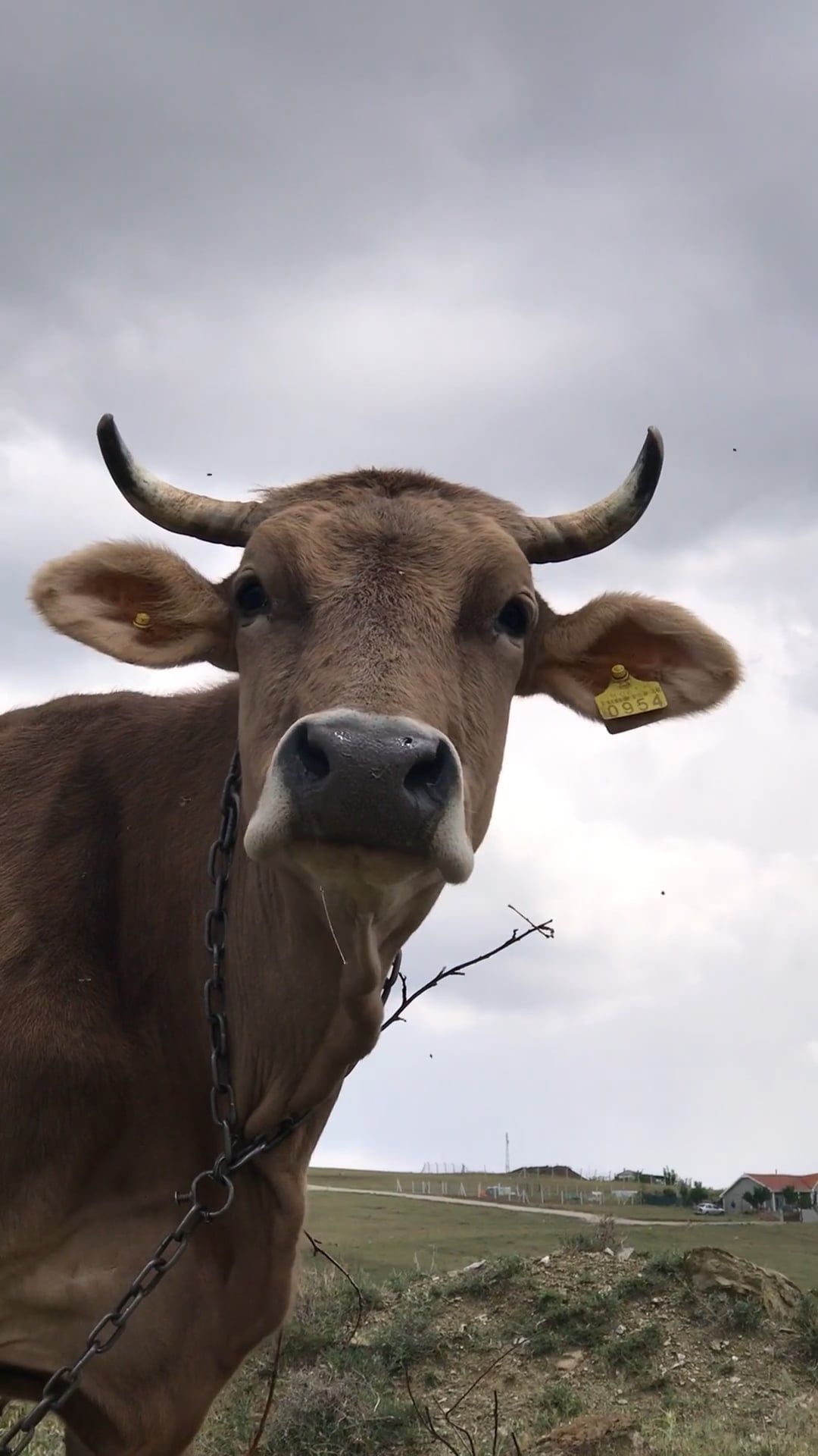 A herd of cows grazing in a field Free Stock Video Footage, Royalty ...
