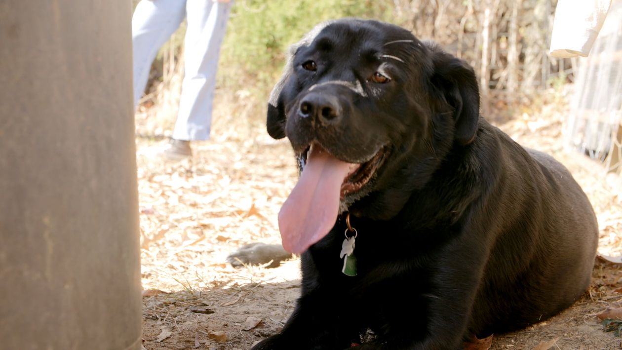 A black dog laying down with its tongue out Free Stock Video Footage ...