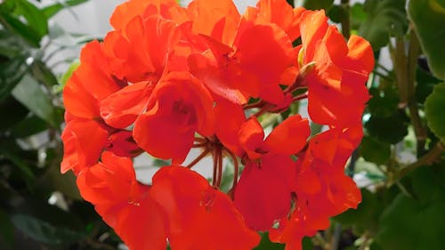 Red geranium