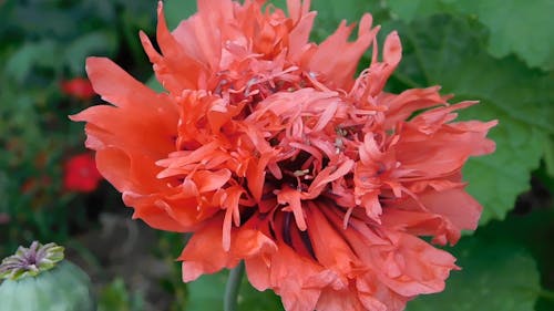 red poppy,