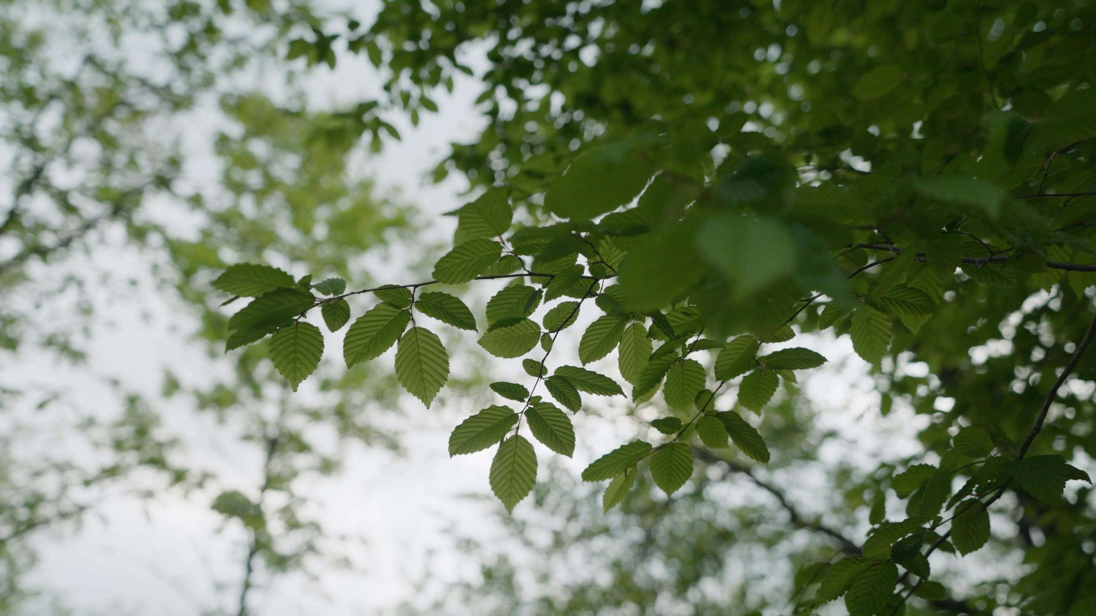 Video by Volkan Yılmaz