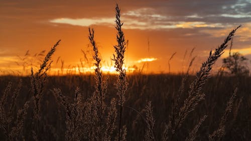 Golden Wheat Field At Sunset