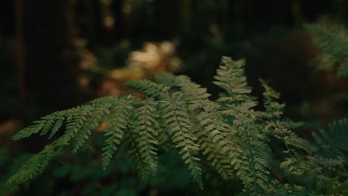 Fern In Rich Green Forest Woods In Pacific Northwest