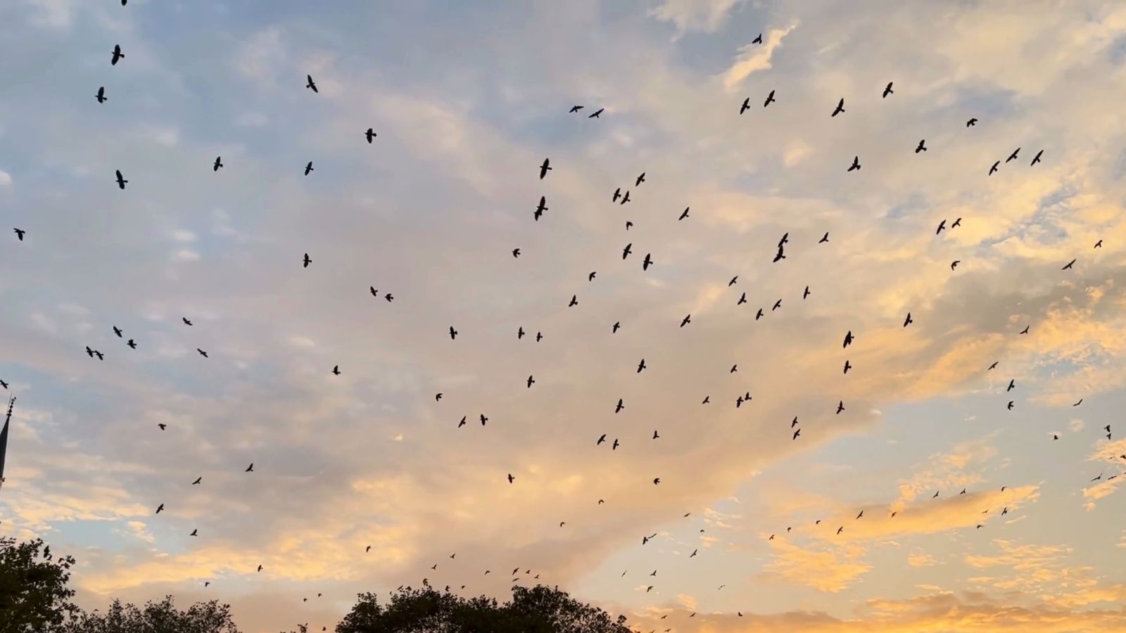 Fly Video Birds Flying in Slow Motion Free Stock Video Footage, Royalty-Free 4K ...
