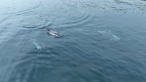 A family Pod of Bottlenose Dolphins and their young swimming in Cushendun Bay County Antrim Northern Ireland