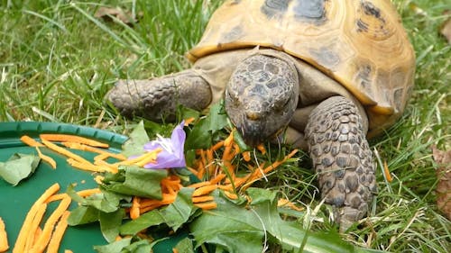 tortoise eating; turtle eating