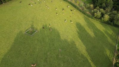 Drone Footage of a Cows Free Stock Video Footage, Royalty-Free 4K & HD ...
