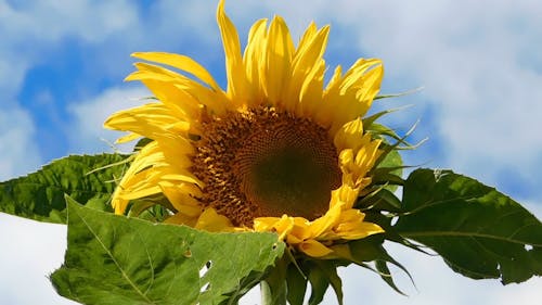 sunflowers,