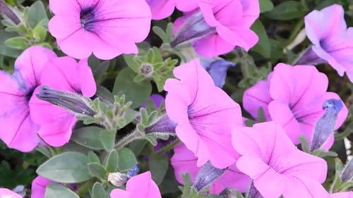 purple flowers,