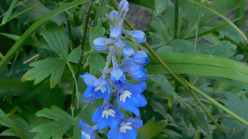 Blue flowers,