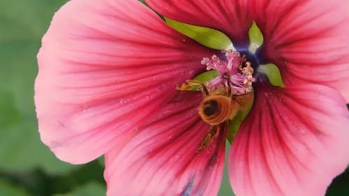 Pink flower