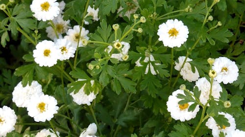 white flowers