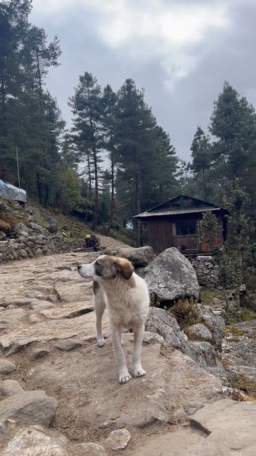 Cute dog on the way to Everest Base Camp